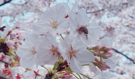 《抖音》鸡鸣寺的樱花是什么梗