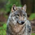 森林狼生存模拟器安卓手游app